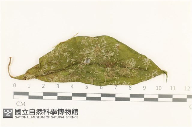 登錄號:B00005626藏品圖，第1張
