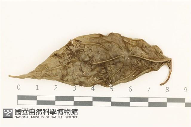 登錄號:B00003626藏品圖，第1張