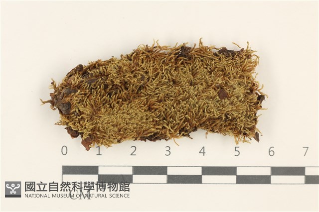 東亞小錦蘚藏品圖，第1張