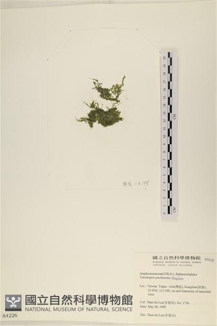 指枝藻藏品圖，第3張