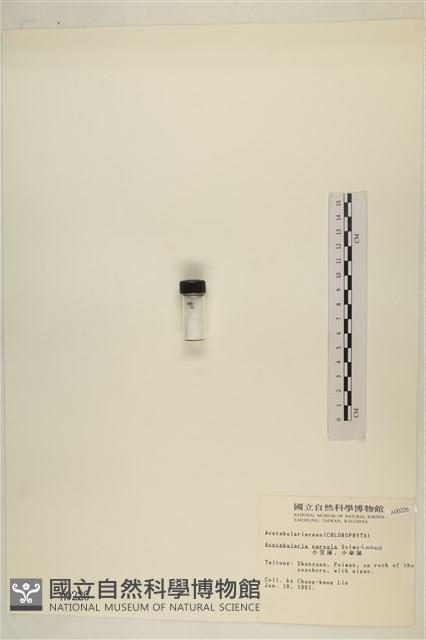 小笠藻, 小傘藻藏品圖，第3張