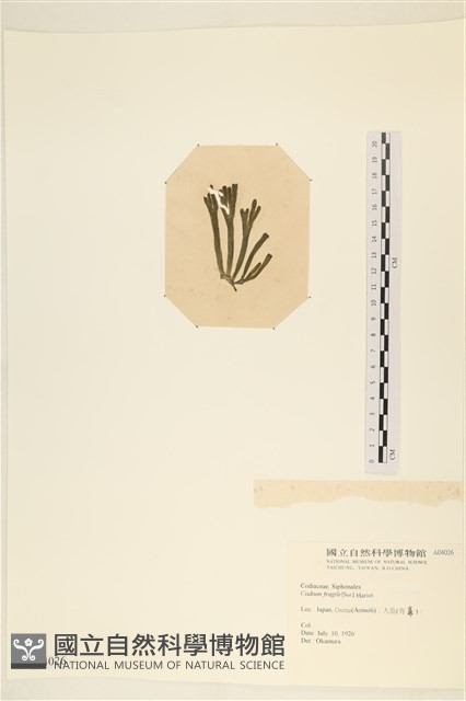水松, 松藻藏品圖，第3張