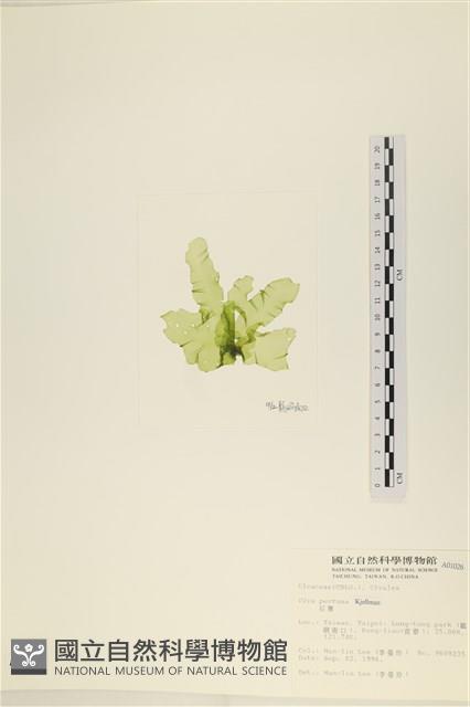 石蓴藏品圖，第3張