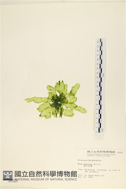 長片石蓴, 裂片石蓴藏品圖，第3張