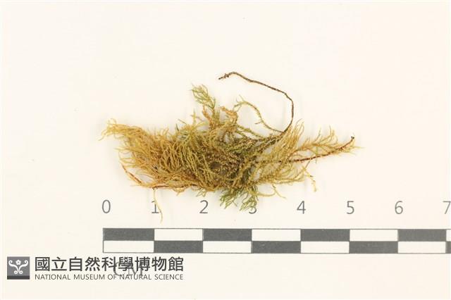 燕尾蘚藏品圖，第1張