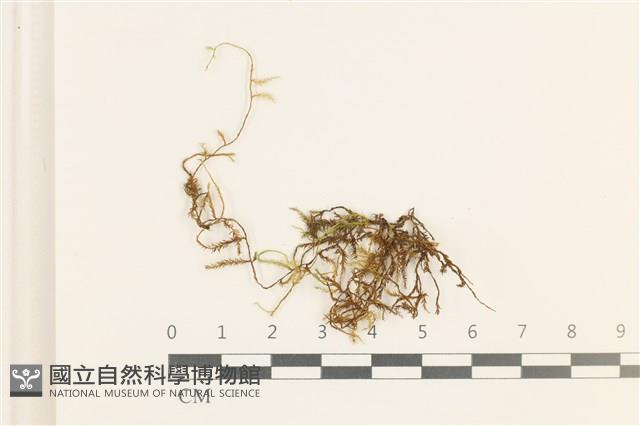 多疣懸蘚藏品圖，第1張