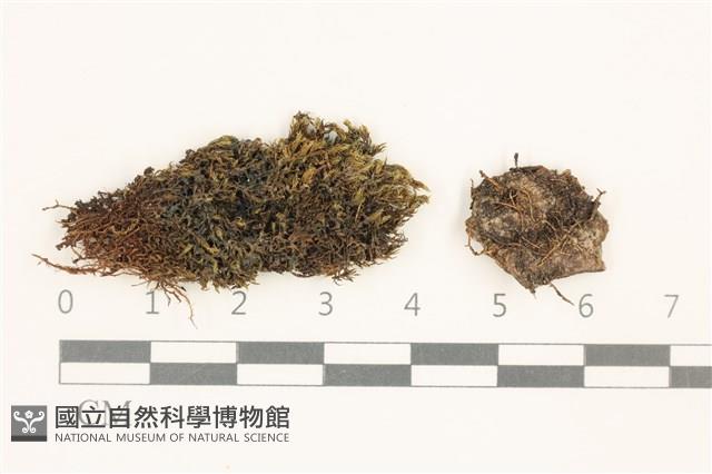 叢生真蘚藏品圖，第1張