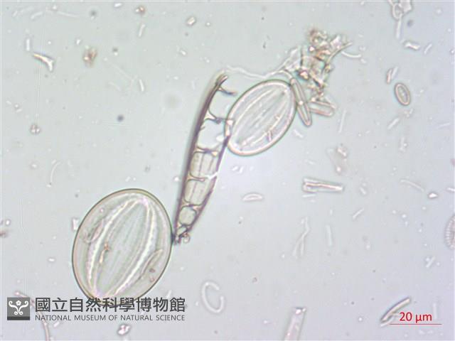 登錄號:A00004526藏品圖，第4張