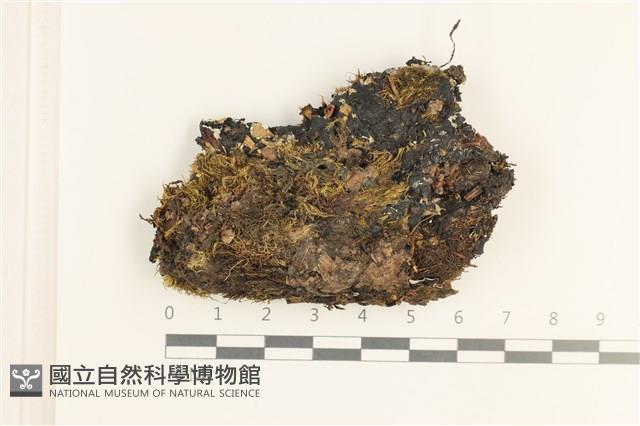 裂葉鞭苔藏品圖，第1張