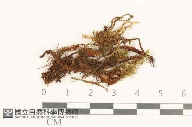 登錄號:B00015526藏品圖，第1張