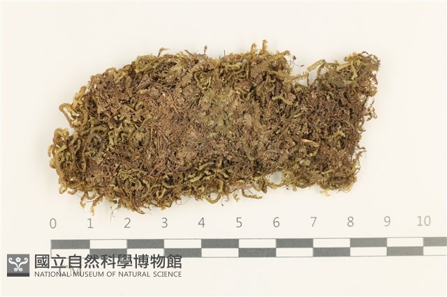 鞭苔,三裂鞭苔藏品圖，第1張