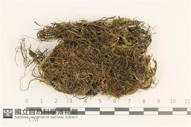 登錄號:B00011526藏品圖，第1張