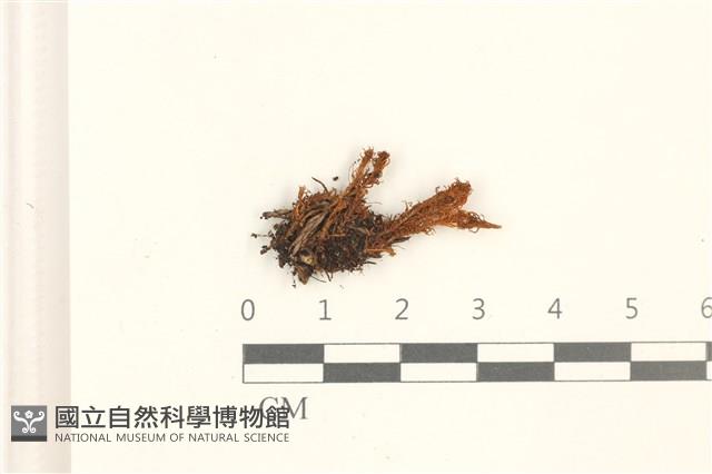 登錄號:B00010526藏品圖，第1張