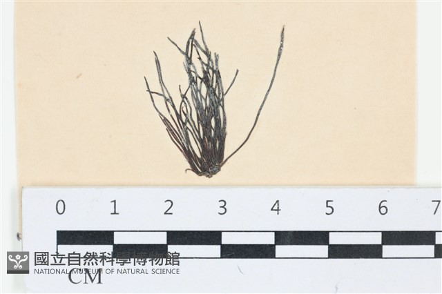 登錄號:A00003526藏品圖，第1張