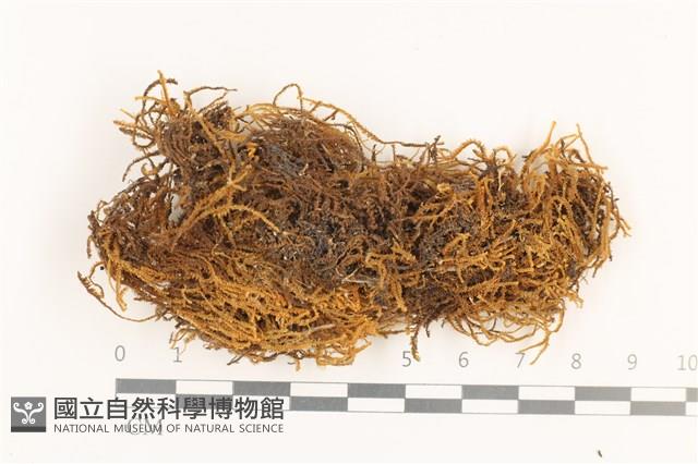 齒邊廣萼苔藏品圖，第1張