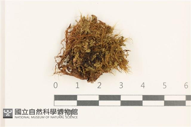 登錄號:B00019426藏品圖，第1張