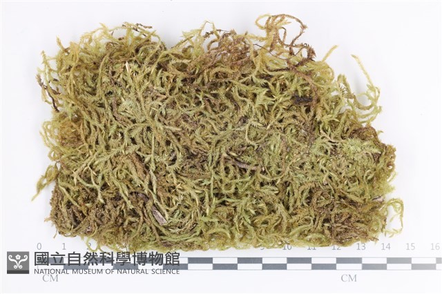 登錄號:B00009426藏品圖，第1張