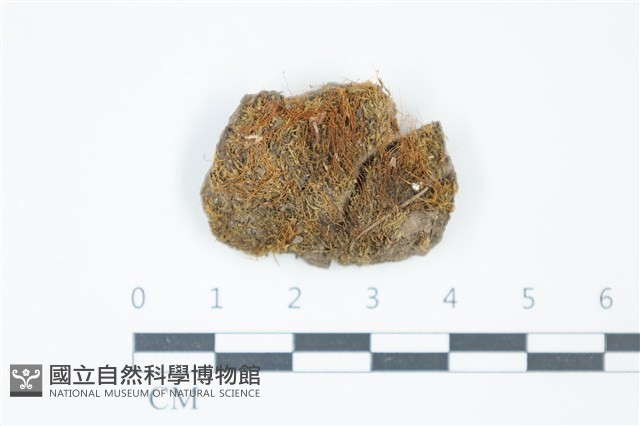 齒葉小曲尾蘚藏品圖，第1張