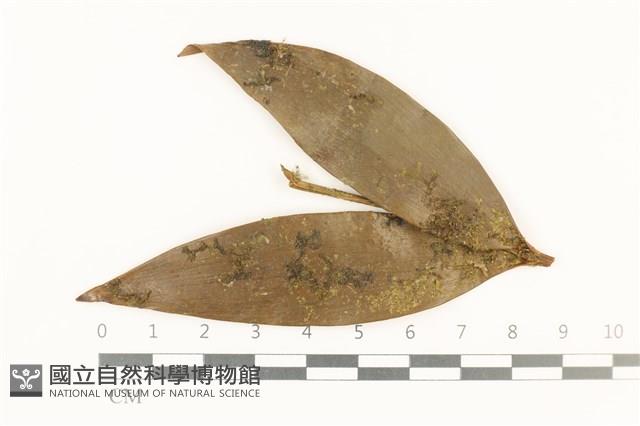 棉毛疣鱗苔藏品圖，第1張