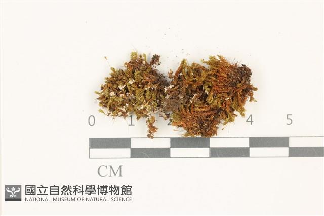 扭葉叢本蘚藏品圖，第1張