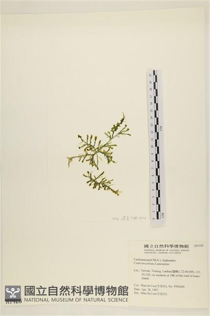 盾葉蕨藻藏品圖，第1張