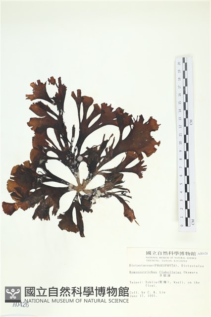 多扇藻藏品圖，第1張