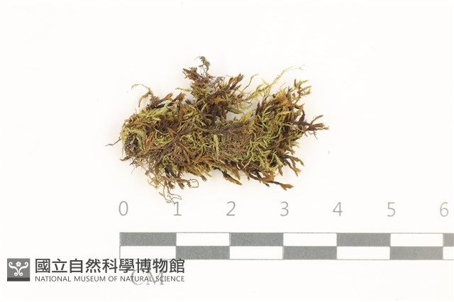 長肋青蘚藏品圖，第1張
