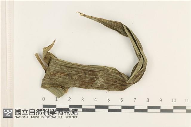 登錄號:B00019326藏品圖，第1張