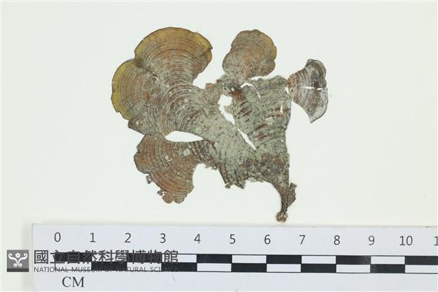 南方團扇藻藏品圖，第1張