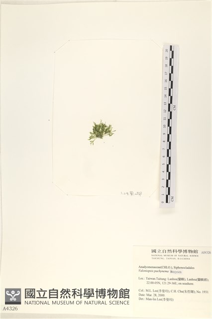指枝藻藏品圖，第3張