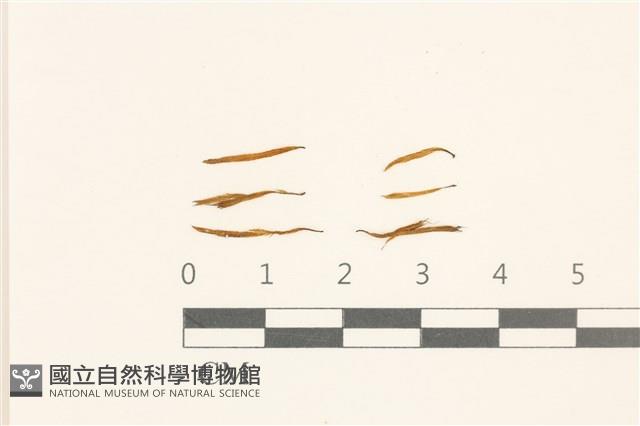 東亞蝦蘚藏品圖，第1張