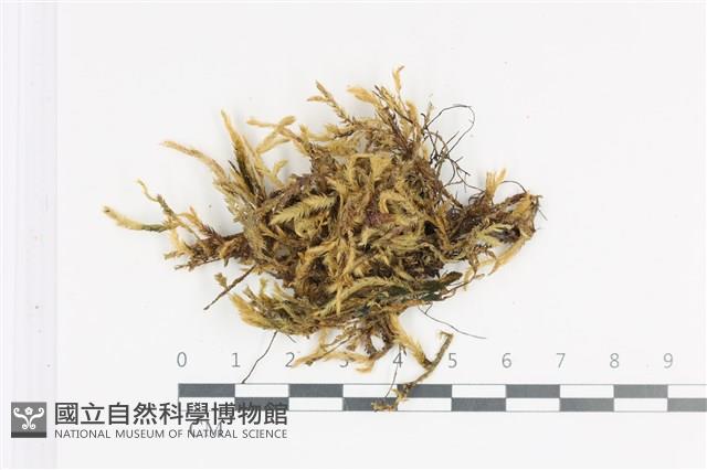 登錄號:B00011326藏品圖，第1張