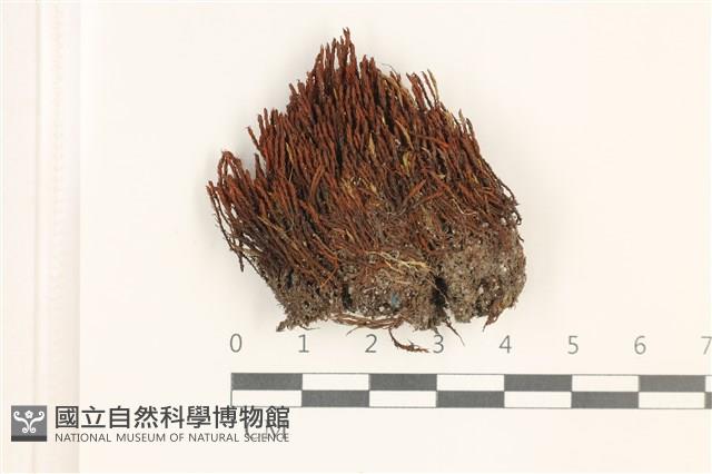 硬葉扭口蘚藏品圖，第1張
