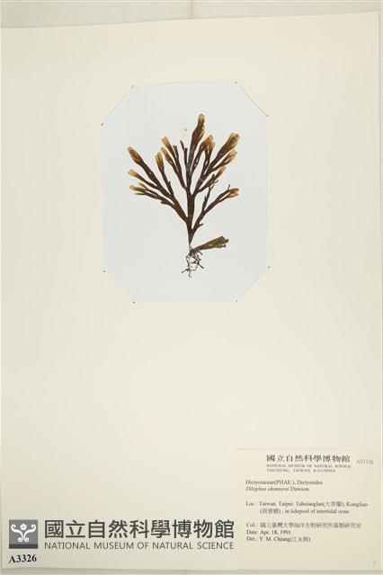 厚緣藻藏品圖，第3張