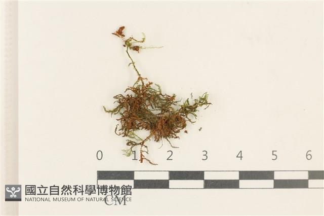 登錄號:B00012726藏品圖，第1張