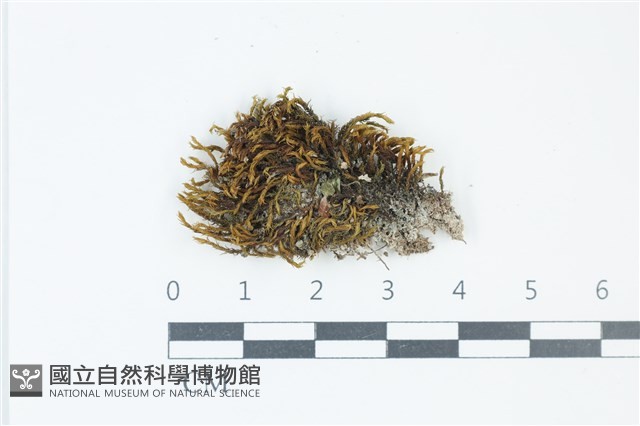 登錄號:B00021726藏品圖，第1張
