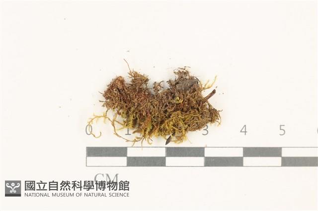 長肋細濕蘚藏品圖，第1張