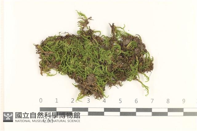 白青蘚藏品圖，第1張