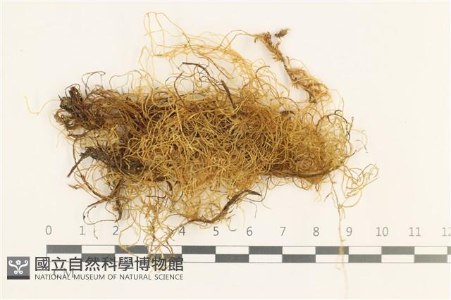 鞭枝懸蘚藏品圖，第1張