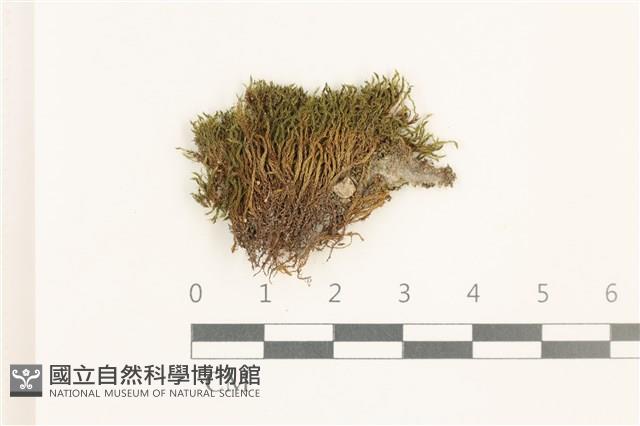登錄號:B00021676藏品圖，第1張