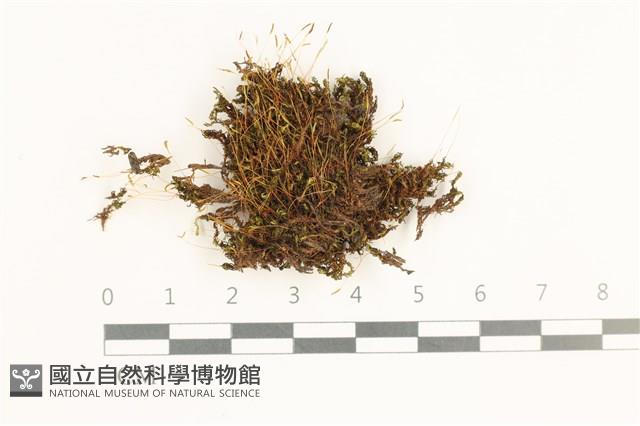登錄號:B00020676藏品圖，第1張