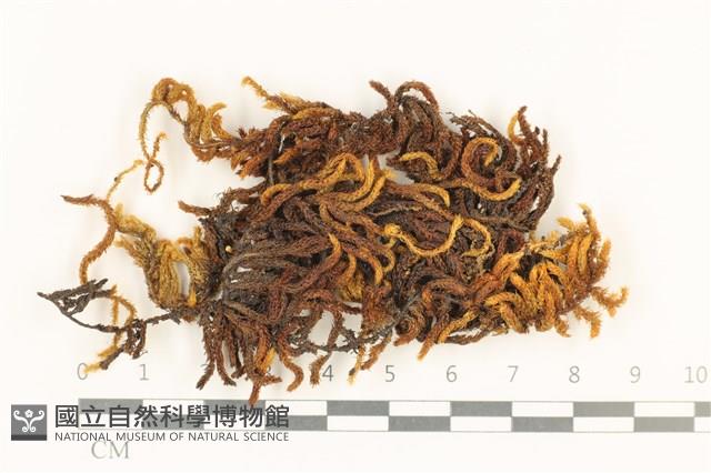 登錄號:B00009276藏品圖，第1張