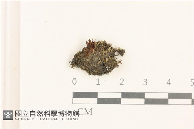 直瓣大萼苔藏品圖，第1張