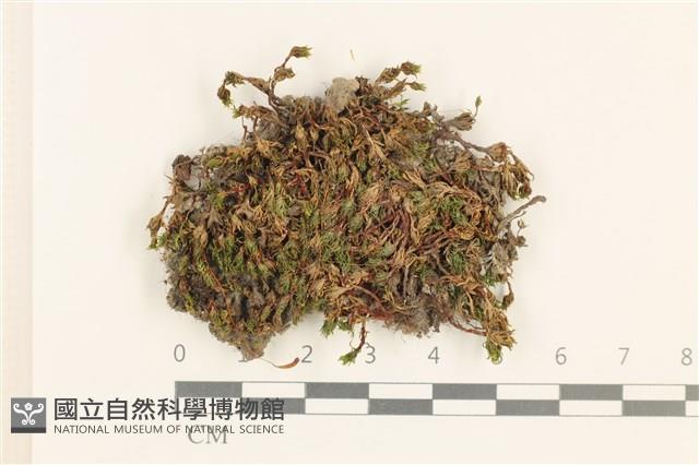 登錄號:B00005276藏品圖，第1張