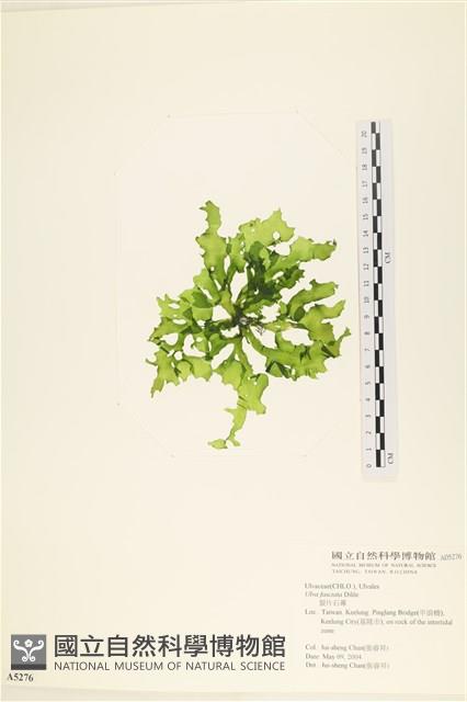 長片石蓴, 裂片石蓴藏品圖，第1張