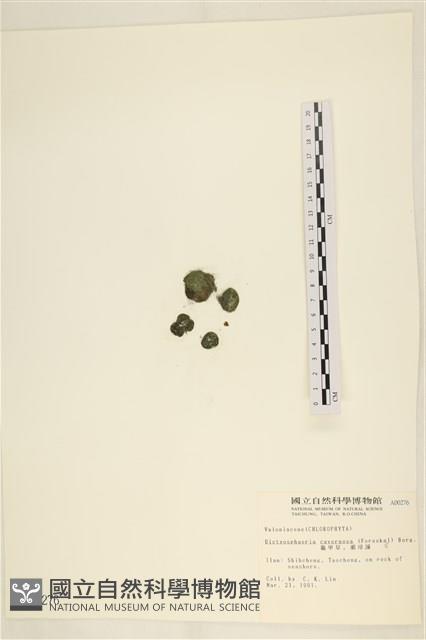 網球藻藏品圖，第1張