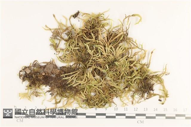 登錄號:B00013276藏品圖，第1張