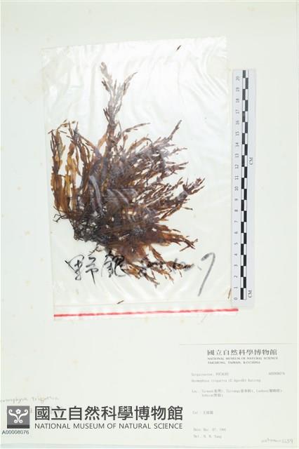 登錄號:A00008076藏品圖，第1張