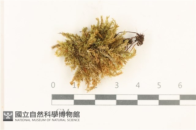 登錄號:B00006076藏品圖，第1張