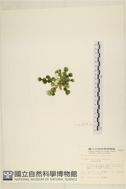 大葉海仙人掌, 大葉仙掌藻藏品圖，第3張